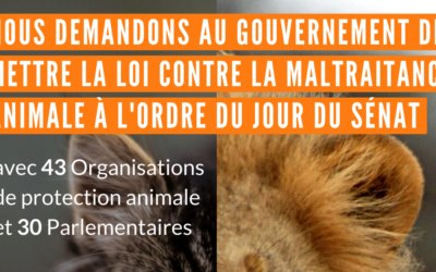 Maltraitance animale : l’appel de 30 parlementaires et 43 ONG pour que le texte soit débattu au Sénat