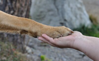 “Vivant et sensible, l’animal aux yeux de la loi”, un reportage à ne pas manquer