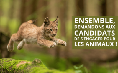 Présidentielles : quels sont les candidats qui s’engageront en faveur des animaux ?