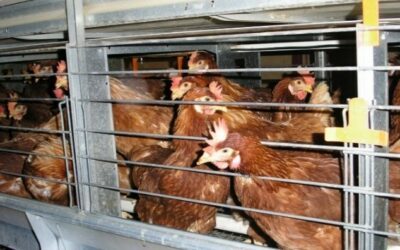 Élevage : 9 ONG, dont Animal Cross, attaquent en justice le gouvernement qui s’obstine à maintenir les poules pondeuses en cages