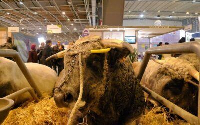 Salon de l’agriculture : une vitrine hypocrite sur le bien-être animal