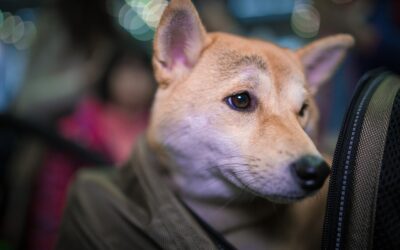 Les animaux de compagnie des ukrainiens, victimes collatérales de la guerre