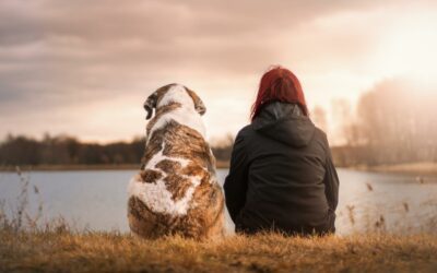 Elections législatives : les partis et les candidats face à la condition animale