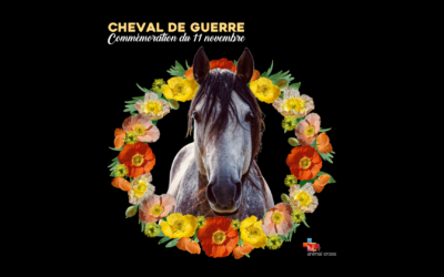 Commémoration du 11 novembre : Cheval de guerre