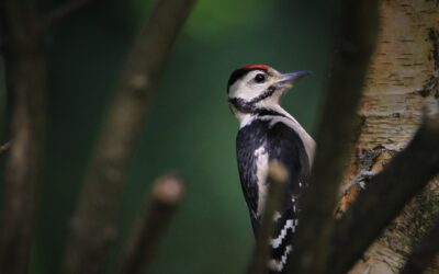 Animal Cross, avec d’autres associations, publie une tribune dans LE MONDE : « Face au dérèglement climatique et à l’extinction des espèces, il est urgent d’augmenter les surfaces d’aires protégées »