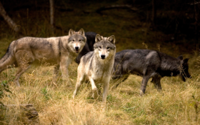 Nouvelle étude : les animaux sauvages contribuent à la lutte contre le réchauffement climatique