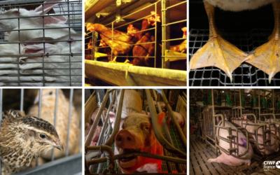 Animal Cross et d’autres associations publient une tribune dans Le Monde : « Une transition vers l’élevage sans cage doit être une priorité pour la France ! »