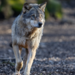 Le loup doit rester une espèce strictement protégée : Lettre au Ministre Christophe Béchu