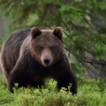 Ours des Pyrénées : la diversité génétique, un enjeu vital