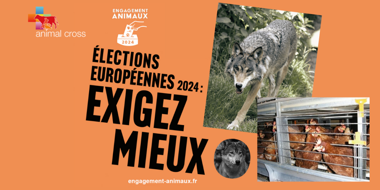 Election européenne le 9 juin : votre voix peut faire la différence pour les animaux
