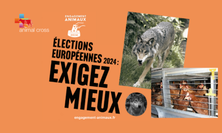 Election européenne le 9 juin : votre voix peut faire la différence pour les animaux