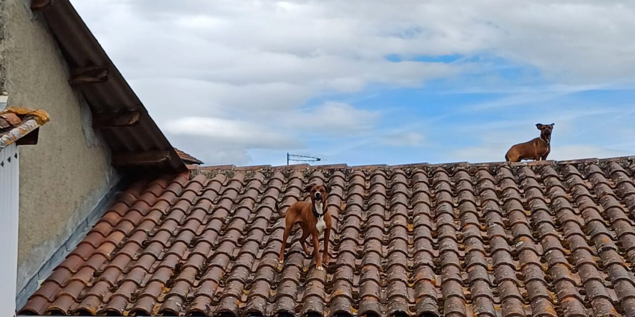 Sauvetage de 2 chiens réfugiés sur un toit