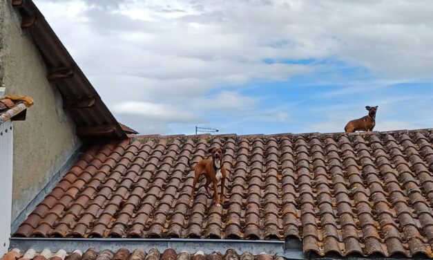 Sauvetage de 2 chiens réfugiés sur un toit