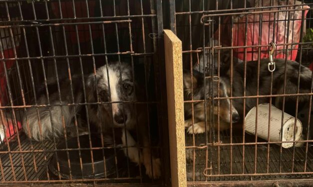 Urgent : appel à l’aide pour 70 animaux maltraités