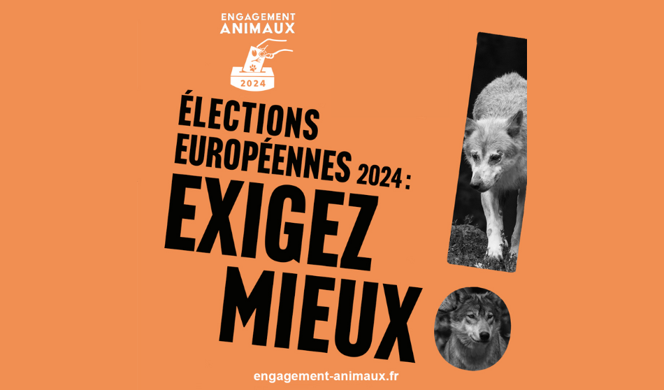 Elections européennes 2024 : Les principaux partis de gauche et Renaissance s’engagent sur le bien-être animal