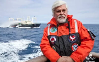 Arrestation de Paul Watson : Animal Cross demande sa libération immédiate