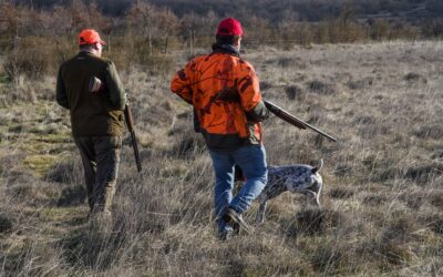 Consultation du public sur la chasse dans les Pyrénées-Atlantiques : répondez avant le 27 août