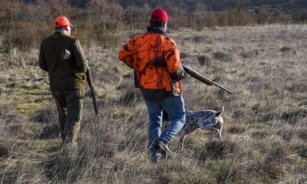 Consultation du public sur la chasse dans les Pyrénées-Atlantiques : répondez avant le 27 août