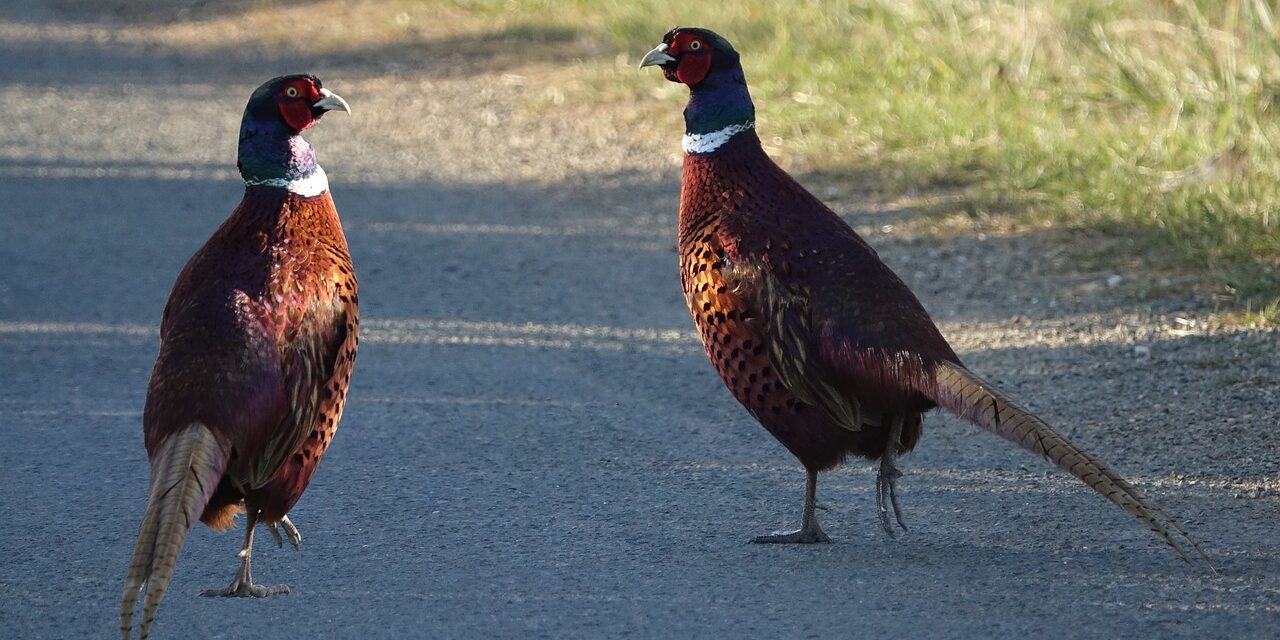 Lâchers de gibier : 20 millions d’animaux d’élevage sacrifiés pour la chasse !