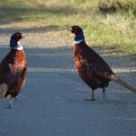 Lâchers de gibier : 20 millions d’animaux d’élevage sacrifiés pour la chasse !