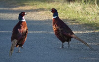 Lâchers de gibier : 20 millions d’animaux d’élevage sacrifiés pour la chasse !