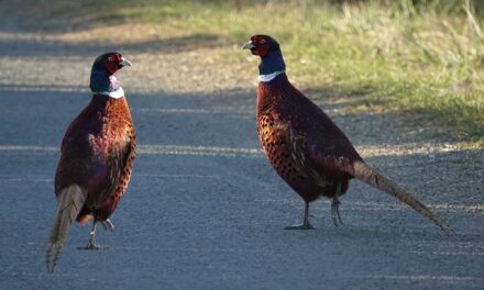 Lâchers de gibier : 20 millions d’animaux d’élevage sacrifiés pour la chasse !