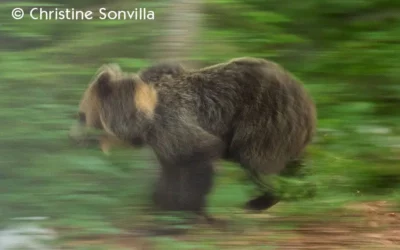 Effarouchements des ours : il reste encore un long chemin vers la légalité