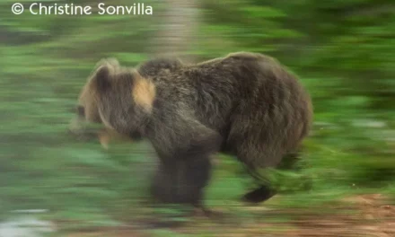 Effarouchements des ours : il reste encore un long chemin vers la légalité