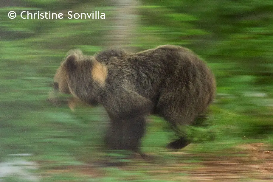 Effarouchements des ours : il reste encore un long chemin vers la légalité