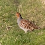 Urgent : soutenez les perdrix grises de montagne des Pyrénées-Atlantiques