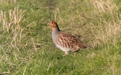 Urgent : soutenez les perdrix grises de montagne des Pyrénées-Atlantiques