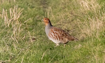 Urgent : soutenez les perdrix grises de montagne des Pyrénées-Atlantiques