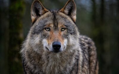 Protection stricte du loup : 300 ONG européennes co-signent une déclaration commune