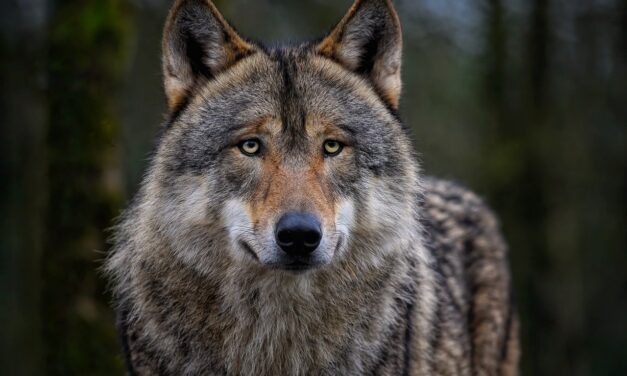 Protection stricte du loup : 300 ONG européennes co-signent une déclaration commune