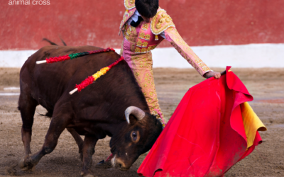 Une proposition de loi pour interdire la corrida aux mineurs