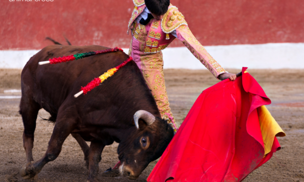 Une proposition de loi pour interdire la corrida aux mineurs