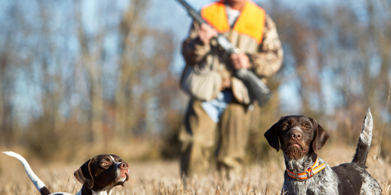 Comment les chasseurs contournent-ils les décisions du Conseil d’Etat ?