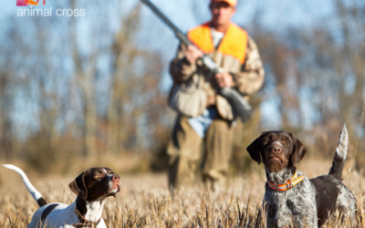 Comment les chasseurs contournent-ils les décisions du Conseil d’Etat ?