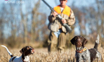 Comment les chasseurs contournent-ils les décisions du Conseil d’Etat ?