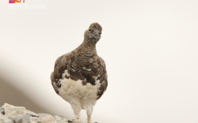 La Constitution, enfin au service de la faune sauvage ?