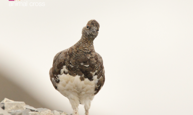 La Constitution, enfin au service de la faune sauvage ?