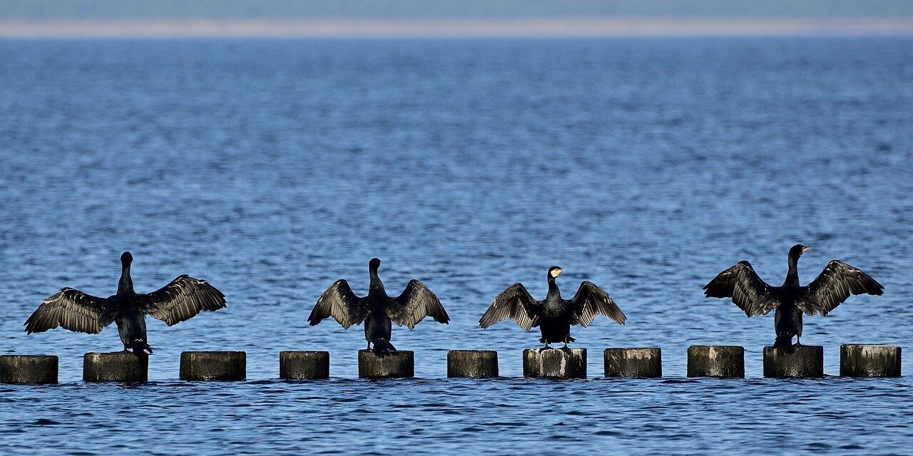 Dites NON aux tirs de Grands cormorans !