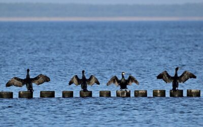 Dites NON aux tirs de Grands cormorans !