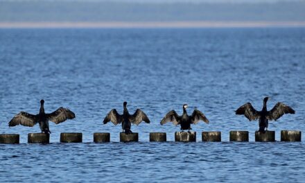 Dites NON aux tirs de Grands cormorans !