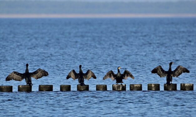 Dites NON aux tirs de Grands cormorans !