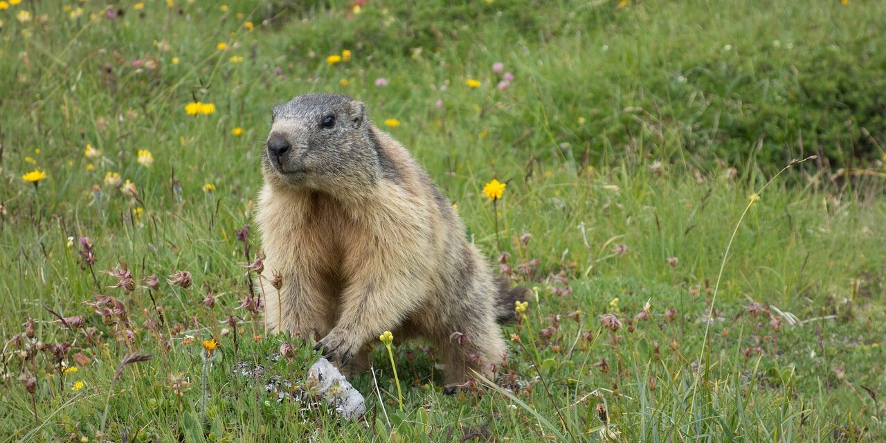 25 à 38 millions d’animaux tués à la chasse chaque année