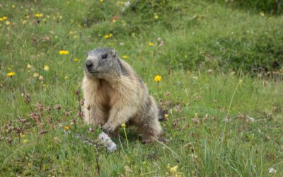 25 à 38 millions d’animaux tués à la chasse chaque année