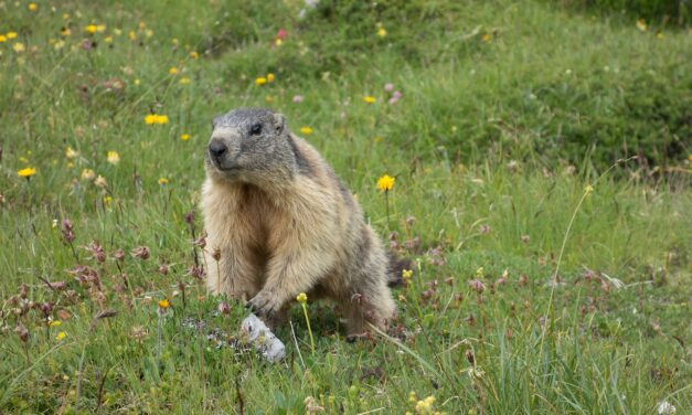 25 à 38 millions d’animaux tués à la chasse chaque année