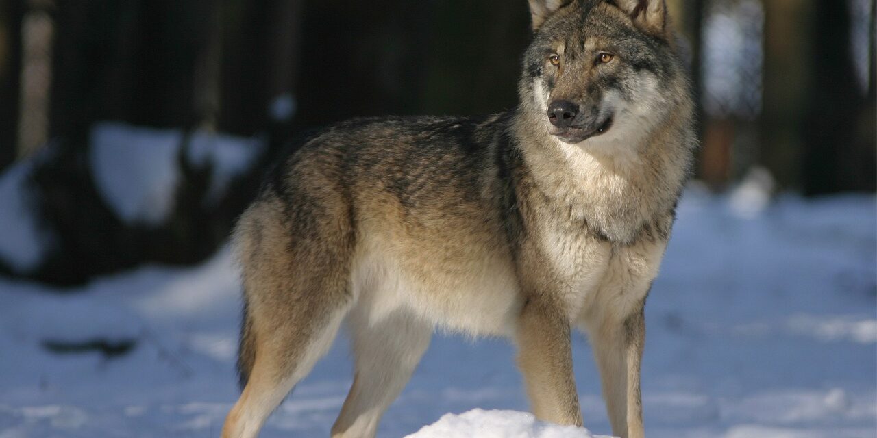 Affaiblissement du statut des loups : une décision scandaleuse