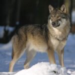 Affaiblissement du statut des loups : une décision scandaleuse